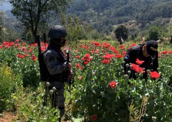 Erradican amapola en Chimaltenango y San Marcos