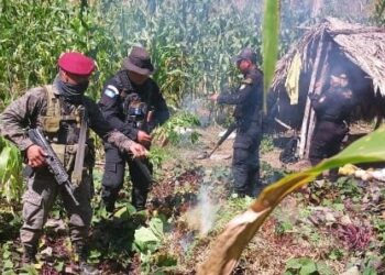 Erradican más de 30 mil matas de marihuana en Petén