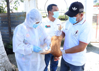 Guatemala redobla medidas sanitarias ante la confirmación de un caso de Influenza Aviar de Alta Patogenicidad H5N1 en Izabal