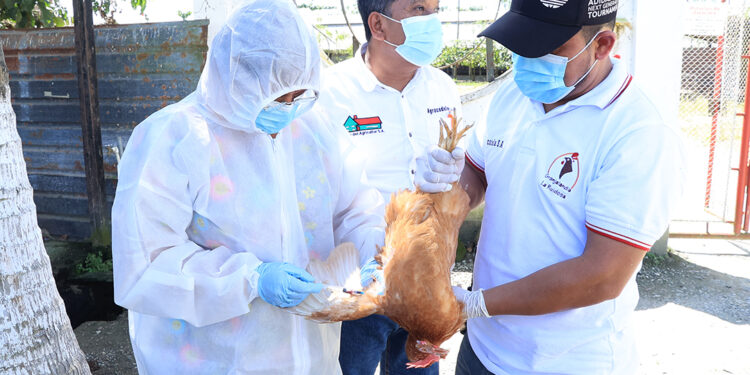 Guatemala redobla medidas sanitarias ante la confirmación de un caso de Influenza Aviar de Alta Patogenicidad H5N1 en Izabal