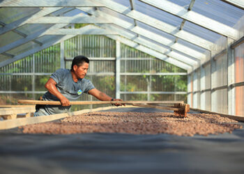 Fortalecen producción de cacao en Santa Catalina La Tinta