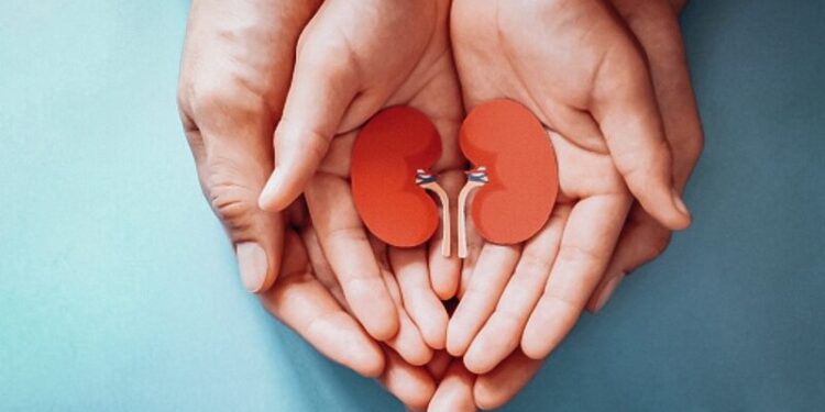 ¿Por qué la correcta alimentación es clave para tener riñones saludables?