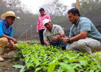 MAGA en Petén inicia producción de 500 mil plantas forestales