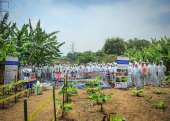 Mejoran capacidades para prevenir hongo que afecta al banano y plátano