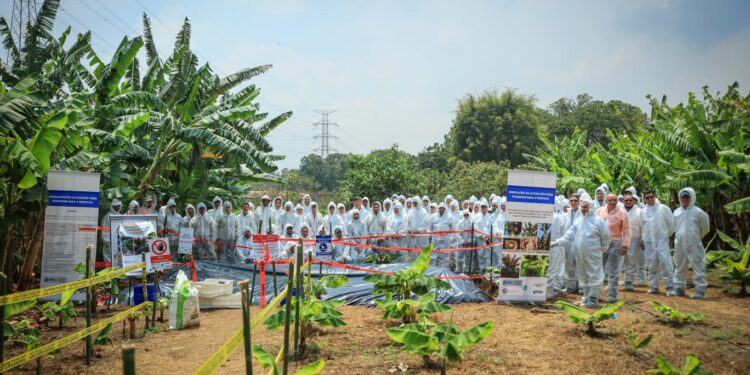 Mejoran capacidades para prevenir hongo que afecta al banano y plátano