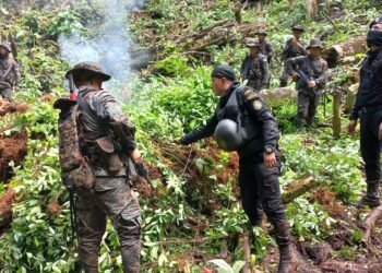 Erradican arbustos de hoja de coca valorados en Q5 millones