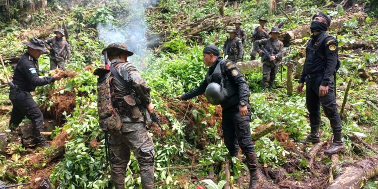 Erradican arbustos de hoja de coca valorados en Q5 millones
