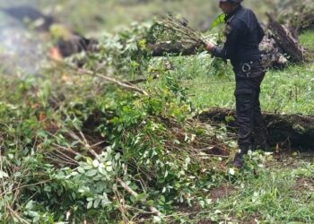 Más de 448 mil arbustos de hoja de coca erradicados en Izabal