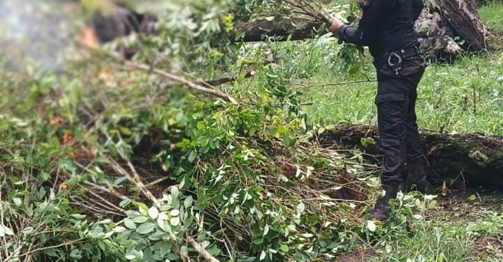 Más de 448 mil arbustos de hoja de coca erradicados en Izabal