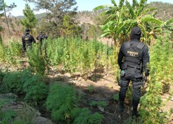 Erradican matas de marihuana valoradas en Q115 millones