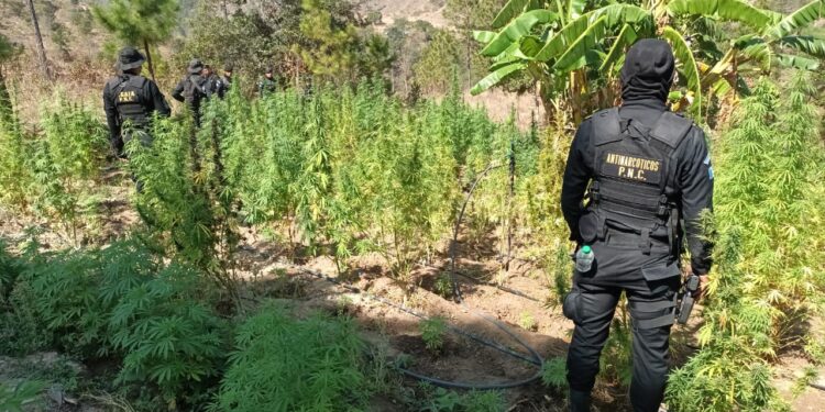 Erradican matas de marihuana valoradas en Q115 millones