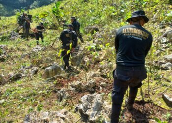 Erradican plantaciones ilícitas en Totonicapán, Izabal y Petén