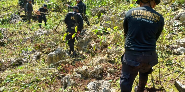 Erradican plantaciones ilícitas en Totonicapán, Izabal y Petén