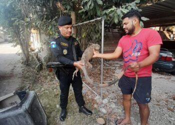 Diprona captura tres personas por tala ilegal y rescata animal de la vida silvestre