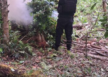 Erradican arbustos de hoja de coca valorados en Q1.2 millones