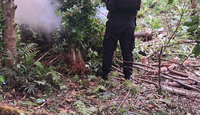 Erradican arbustos de hoja de coca valorados en Q1.2 millones