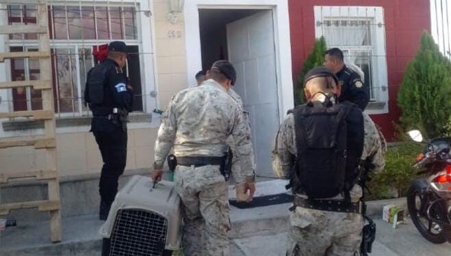 Rescatan una especie de la vida silvestre en Palencia