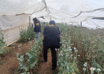 Erradican matas de amapola en San Juan Sacatepéquez