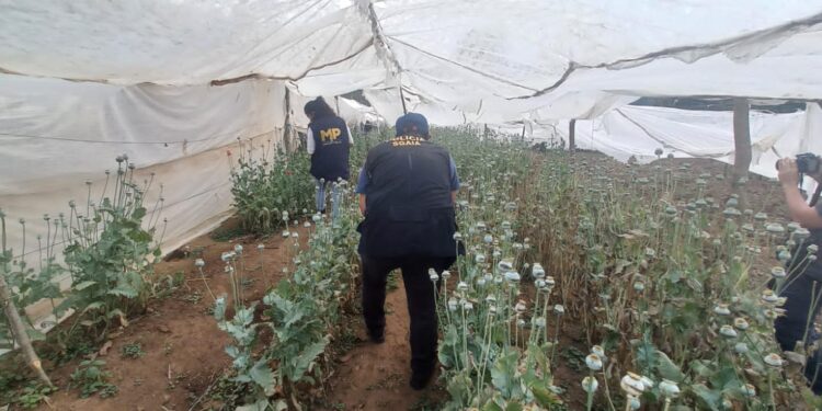 Erradican matas de amapola en San Juan Sacatepéquez