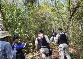 Diprona crea estrategias para la protección y reforestación de los bosques en el país