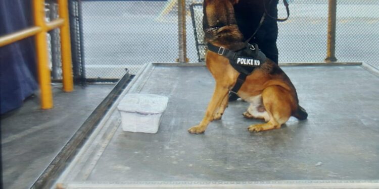 Incautan cocaína en encomienda con destinado a Estados Unidos