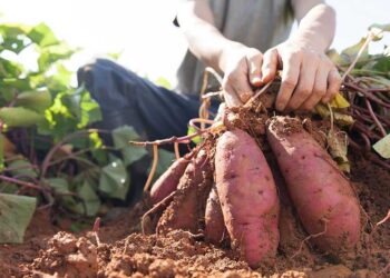 Comusan implementa huertos comunales de camote para fortalecer la SAN en San Lorenzo, Suchitepéquez
