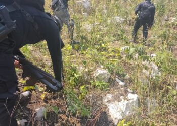 Erradican matas de marihuana valoradas en Q3 millones