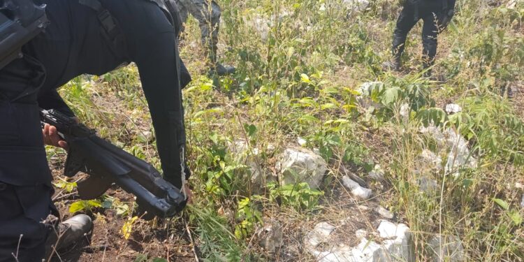 Erradican matas de marihuana valoradas en Q3 millones