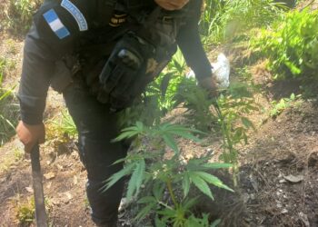 Erradican plantaciones ilícitas en Alta Verapaz y Totonicapán
