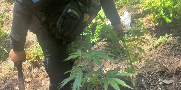 Erradican plantaciones ilícitas en Alta Verapaz y Totonicapán