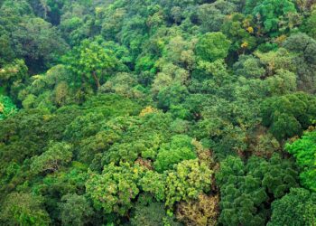 El objetivo general es contribuir a reducir la tasa de deforestación y las emisiones del CO2e.