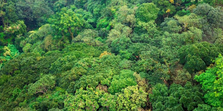 El objetivo general es contribuir a reducir la tasa de deforestación y las emisiones del CO2e.