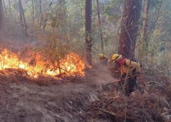Guatemala coordina acciones para prevenir incendios forestales en Petén