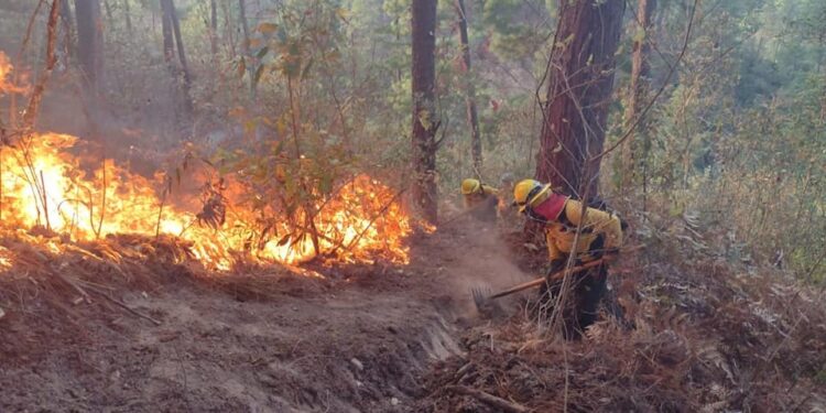 Guatemala coordina acciones para prevenir incendios forestales en Petén
