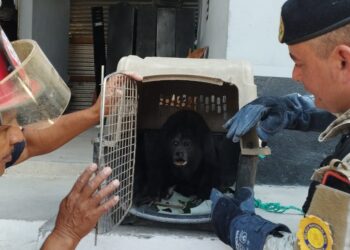 Diprona continúa con el rescate de especies de la vida silvestre en el país