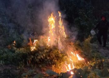 Erradican marihuana valorada en más de Q2 millones