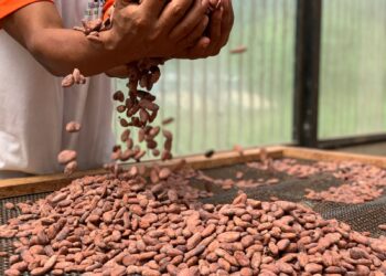 MAGA capacita a productores de cacao para fortalecer la empresarialidad