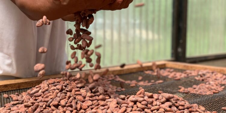 MAGA capacita a productores de cacao para fortalecer la empresarialidad