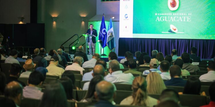 Guatemala fortalece la innovación en producción de aguacate para llegar a nuevos mercados