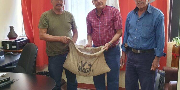 MAGA entrega semilla certificada tolerante a la roya