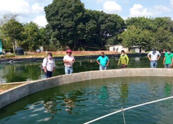 Más de un millón de libras de tilapia se produjeron en Petén