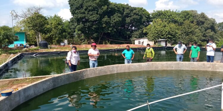 Más de un millón de libras de tilapia se produjeron en Petén