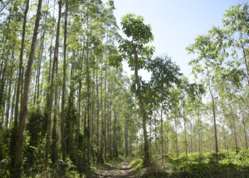 723 mil hectáreas de plantaciones forestales