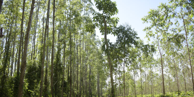 723 mil hectáreas de plantaciones forestales