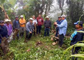 Agricultores de Zacapa que cultivan plátano son capacitados