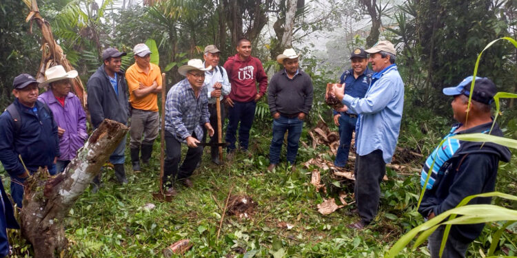 Agricultores de Zacapa que cultivan plátano son capacitados