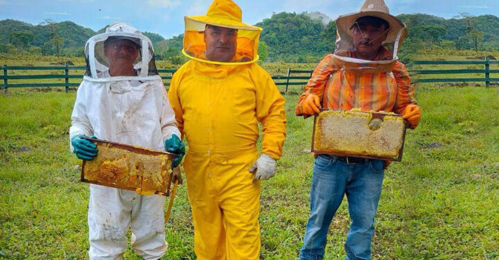 Apicultores de Petén se adaptan al cambio climático