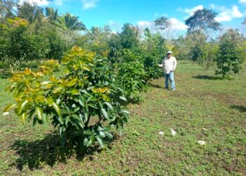 Brindan asistencia a productores de aguacate
