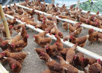 Fortalecen medidas contra la influenza aviar