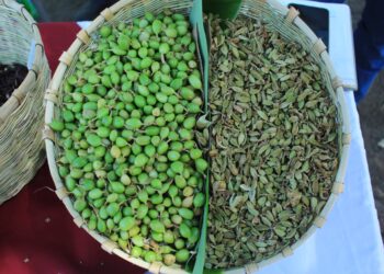 Guatemala es líder en exportación de cardamomo a nivel mundial